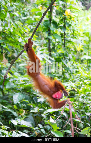 L'Envers Bald Uakari Monkey Banque D'Images