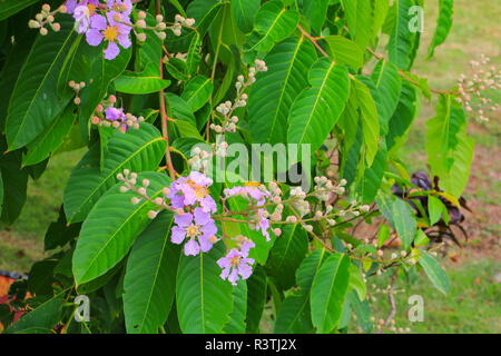 Imprimeur de la fleur, Lagerstroemia macrocarpa Wall. violet belle on tree Banque D'Images