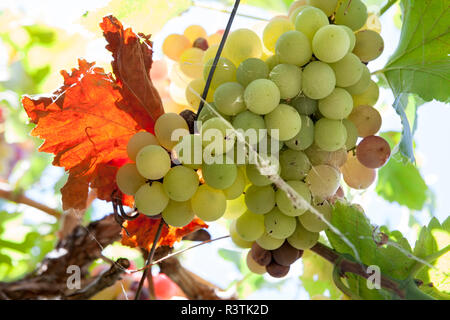 Vigne raisin arbor Banque D'Images