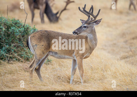 Whitetail Buck Banque D'Images