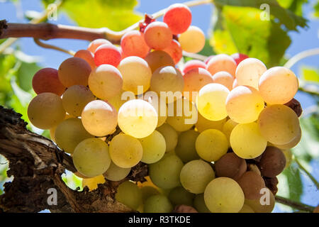 Vigne raisin arbor Banque D'Images