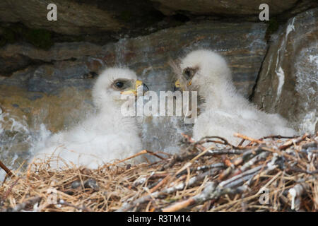 Golden Eagle chicks Banque D'Images