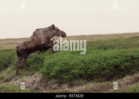 La femelle orignal de l'Alaska s'échapper danger avec veau nouveau-né Banque D'Images