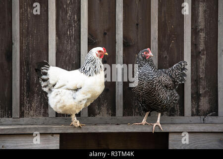 Deux poulets sitting on fence à dans le même sens Banque D'Images