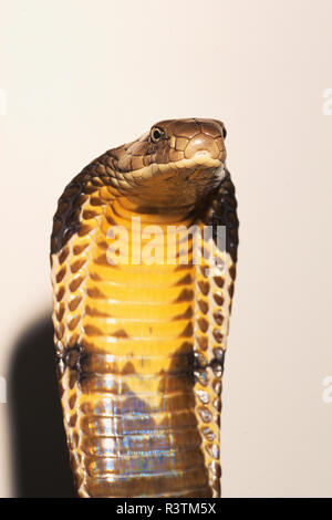 King Cobra snake, captive Banque D'Images