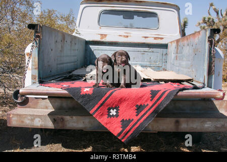 Deux chiots Labrador Retriever Chocolat assis sur une couverture (PR) Banque D'Images