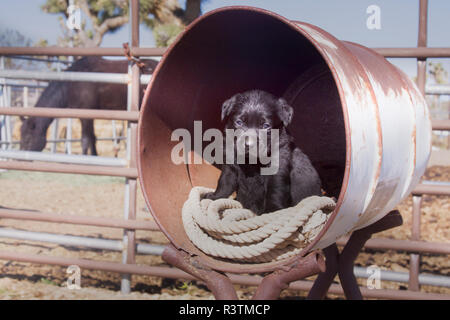 Chiot Labrador noir assis dans un vieux baril (PR) Banque D'Images