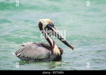 Belize, Ambergris Caye. Pélican brun adultes flotte sur la mer des Caraïbes. Banque D'Images