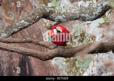 Brésil, Mato Grosso do Sul, Jardim, gouffre de l'Aras. Seul macaw nous regarder curieusement. Banque D'Images