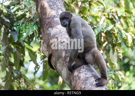 Le Brésil, l'Amazonie, Manaus, Amazon EcoPark Jungle Lodge. Singe laineux commun à l'aide de sa queue pour tenir sur tronc d'arbre. Banque D'Images