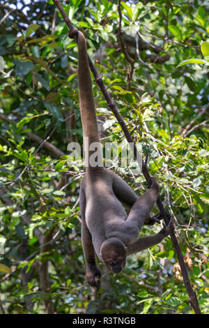 Le Brésil, l'Amazonie, Manaus, Amazon EcoPark Jungle Lodge. Singe laineux commun suspendus aux arbres à l'aide de sa queue préhensile. Banque D'Images