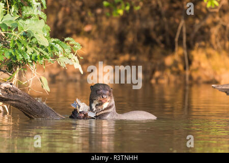 Le Brésil, le Pantanal, Pteronura brasiliensis, loutres géantes. Une loutre géante repose sur un accroc pour manger un poisson. Banque D'Images