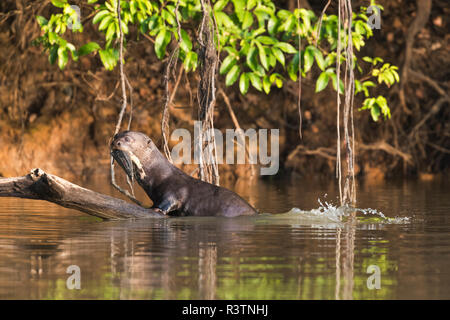 Le Brésil, le Pantanal, Pteronura brasiliensis, loutres géantes. Une loutre géante repose sur un accroc pour manger un poisson. Banque D'Images