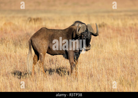 Un gnou noir (Connochaetes gnou) dans les prairies ouvertes, Mokala National Park, Afrique du Sud Banque D'Images