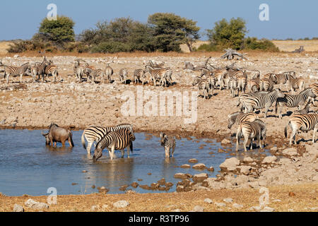 Zèbres (Equus burchelli) et un gnous et à un étang, Etosha National Park, Namibie Banque D'Images