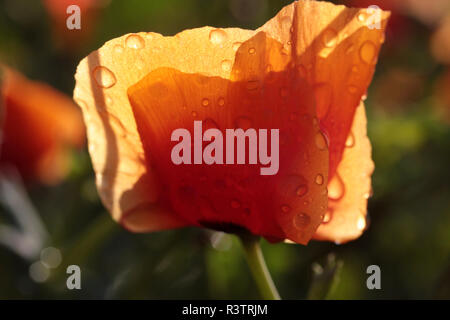 Coquelicot dans le jardin Banque D'Images