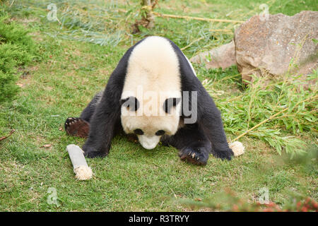 Panda géant à Beauval Banque D'Images