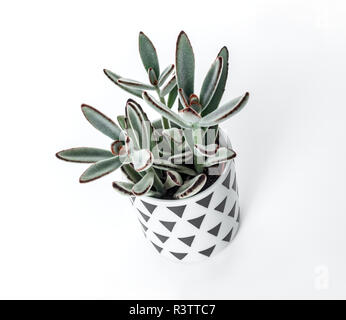 Kalanchoe tomentosa (Panda), dans un style scandinave pot, isolé sur fond blanc. Banque D'Images