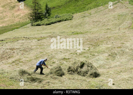 La Suisse. Un homme ratisse hay à la main après qu'elle coupe en un champ raide près du village de Mürren dans l'Oberland Bernois Région des Alpes suisses. Banque D'Images