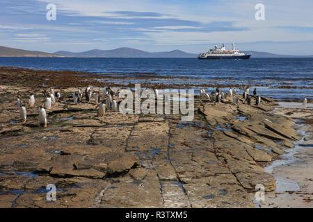 Manchots. L'île de West Point. Îles Falkland. Banque D'Images