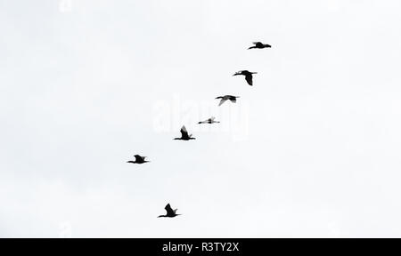 Sept cormorans en formation, le ciel blanc Banque D'Images