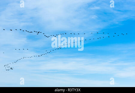 Grande bande de cormorans volant en formation de V Banque D'Images