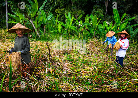 Editorial : 23, juin, 2018 Bali, Indonésie. Un petit groupe de riziculteurs sont leur récolte la récolte et la cueillette du riz. Banque D'Images