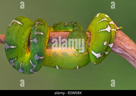 Emerald Tree Boa, Surinam, Corallus hortulanus en phase Banque D'Images