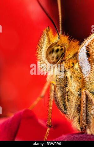 American Painted Lady butterfly close-up, Vanessa virginiensis Banque D'Images