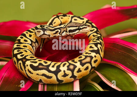 Jungle Carpet Python, Morelia spilota cheynei, originaire de forêts humides de l'Australie. Banque D'Images