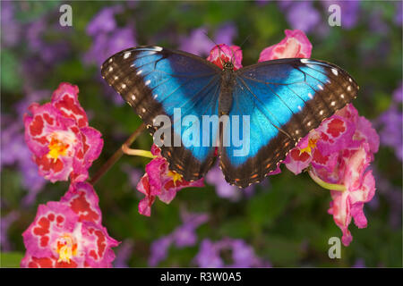 Papillon Morpho bleu, Morpho granadensis, orchidée rose sur Banque D'Images