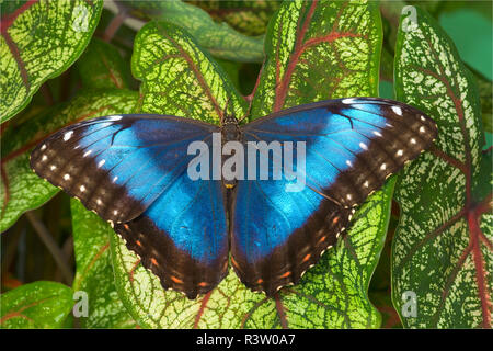 Papillon Morpho bleu, Morpho granadensis, reposant sur Caladium Banque D'Images