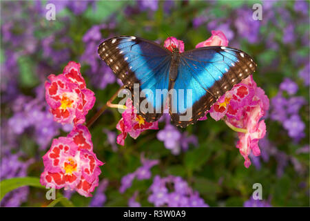 Papillon Morpho bleu, Morpho granadensis, orchidée rose sur Banque D'Images