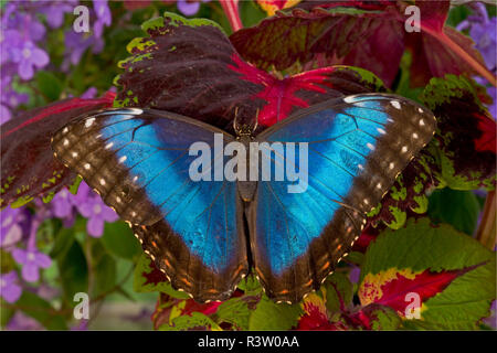 Papillon Morpho bleu, Morpho granadensis, reposant sur les Coléus Banque D'Images