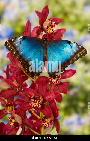 Papillon Morpho bleu, Morpho peleides, orchidée rose sur Banque D'Images