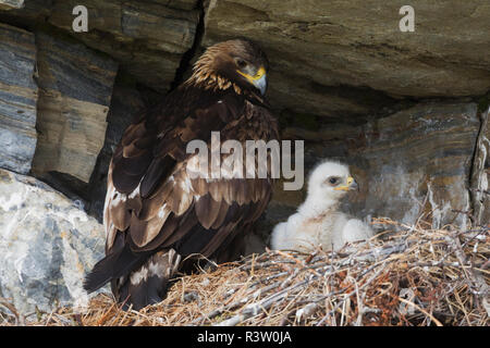 Golden Eagle avec chick Banque D'Images