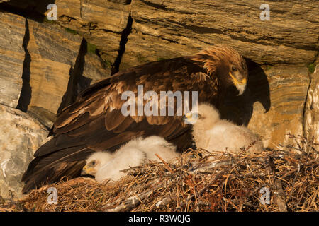 Golden Eagle avec des poussins Banque D'Images