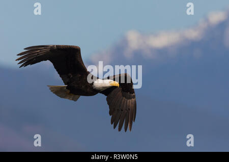 Bald Eagle flying Banque D'Images