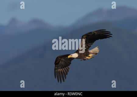 Bald Eagle flying Banque D'Images