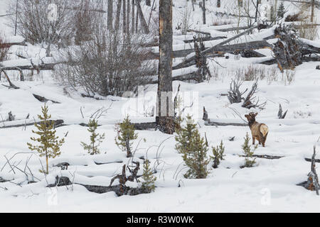 Rocky Mountain les wapitis, paysage d'hiver Banque D'Images