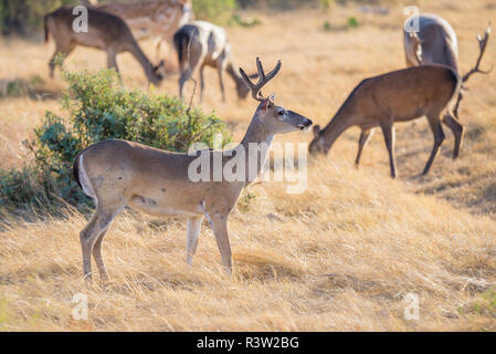 Buck Virginie Banque D'Images