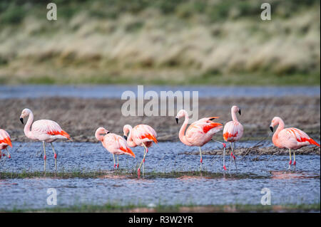 Le Chili, d'Aysen, Valle Chacabuco. Flamant du Chili (Phoenicopterus chilensis) dans Patagonia Park. Banque D'Images