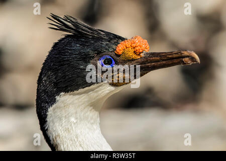 Leucocarbo atriceps Shag, impériale, Îles Falkland Banque D'Images