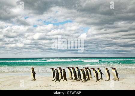 Groupe de manchots royaux sur la plage, Point de bénévolat, East Island, Îles Falkland, Aptenodytes patagonicus Banque D'Images