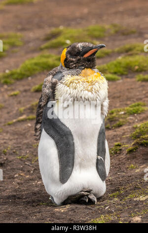 Îles Falkland, East Falkland. King penguin young la mue. Banque D'Images