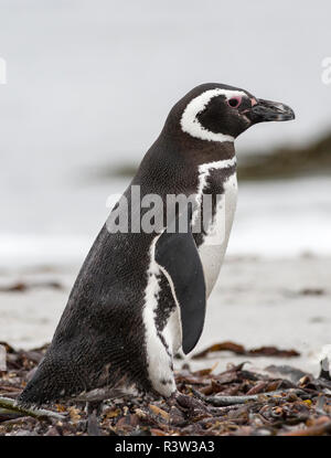 Manchot de Magellan (Spheniscus magellanicus) sur la plage. Îles Falkland Banque D'Images