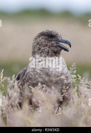 Skua Falkland ou brun (Stercorarius Skua antarcticus, taxinomie exacte est en litige) sont le grand labbe du sud de la région polaires et subpolaires. Banque D'Images