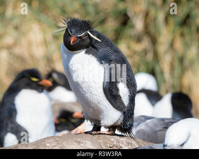 Rockhopper Penguin (Eudyptes chrysocome), sous-espèce western Rockhopper Penguin (Eudyptes chrysocome chrysocome). L'Amérique du Sud, îles Falkland Banque D'Images