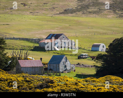 L'île de la carcasse, une petite île de West Falkland. L'Amérique du Sud, îles Falkland (usage éditorial uniquement) Banque D'Images