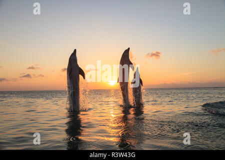 Les grands dauphins (Tursiops truncatus), la mer des Caraïbes, Roatan, Bay Islands, Honduras Banque D'Images